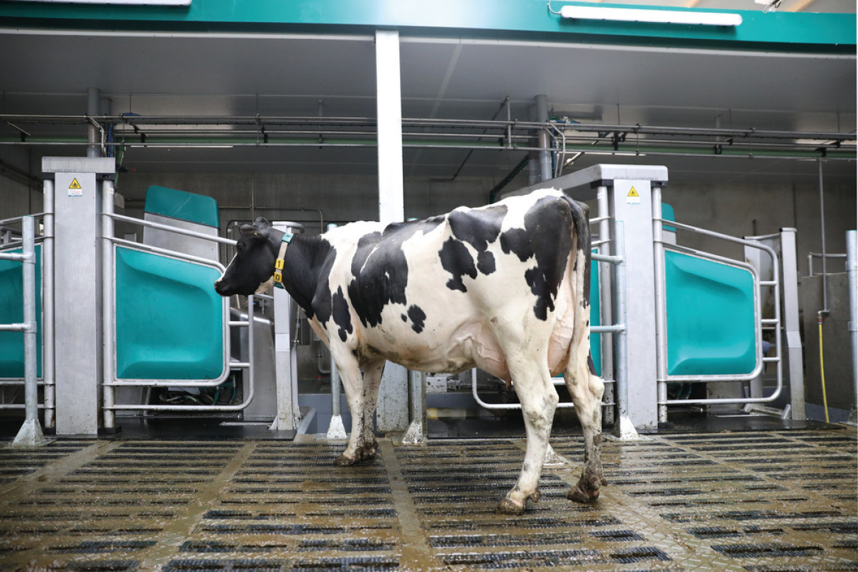 2019 06 - GEA melkveebedrijf Boks with cows 286_begradigt