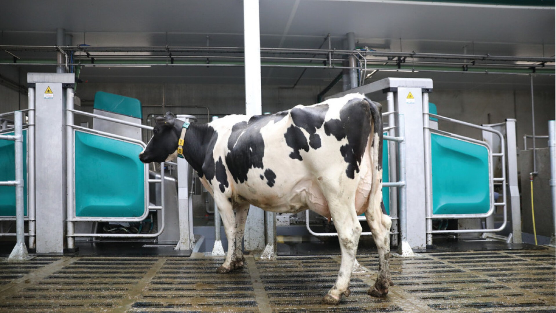 Moderne Melktechnik von GEA im Milchviehstall